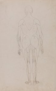 A Comparative Anatomical Exposition of the Structure of the Human Body with That of a Tiger and a Common Fowl: Human Figure, Posterior View