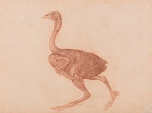 Comparative Anatomical Exposition of the Human Body with a Tiger and a Common Fowl: Dorking Hen, Lateral View by George Stubbs