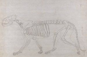 Comparative Anatomical Exposition: Tiger Skeleton, Lateral View by George Stubbs