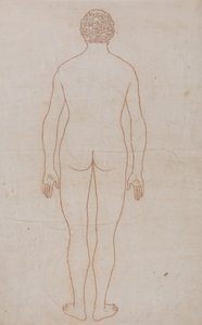 A Comparative Anatomical Exposition of the Structure of the Human Body with That of a Tiger and a Common Fowl: Human Body, Posterior View by George Stubbs