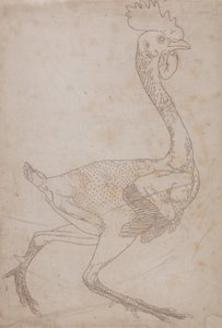Fowl Body, Lateral View by George Stubbs