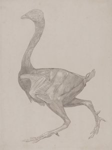 Comparative Anatomical Exposition: Fowl Body, Lateral View by George Stubbs