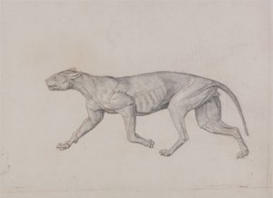 Comparative Anatomical Exposition: Leopard Body, Lateral View by George Stubbs
