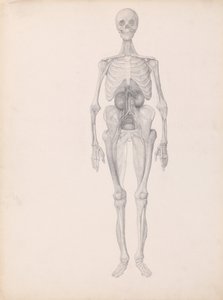 A Comparative Anatomical Exposition of the Structure of the Human Body with That of a Tiger and a Common Fowl: Human Figure, Anterior View (Finished Study of Final Stage of Dissection) by George Stubbs