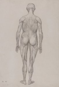A Comparative Anatomical Exposition of the Structure of the Human Body with That of a Tiger and a Common Fowl: Human Figure, Posterior View by George Stubbs