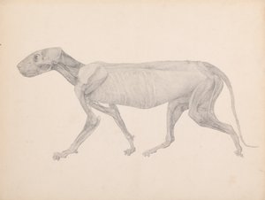 A Comparative Anatomical Exposition of the Structure of the Human Body with That of a Tiger and a Common Fowl: Tiger Body, Lateral View by George Stubbs