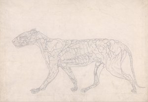 A Comparative Anatomical Exposition of the Structure of the Human Body with That of a Tiger and a Common Fowl: Tiger, Lateral View by George Stubbs
