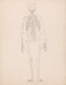 Human Skeleton, Posterior View by George Stubbs
