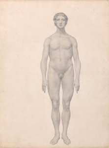 Human Figure, Anterior View by George Stubbs