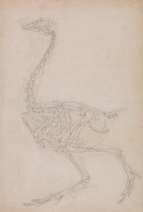 Fowl Skeleton, Lateral View by George Stubbs