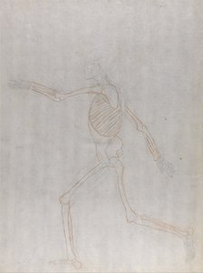 Human Skeleton, Lateral View by George Stubbs