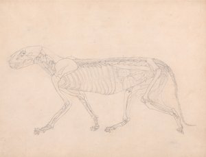 Tiger Body, Lateral View by George Stubbs