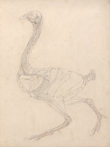 Fowl Body, Lateral View by George Stubbs