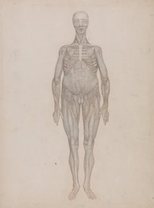 Human Figure, Anterior View by George Stubbs