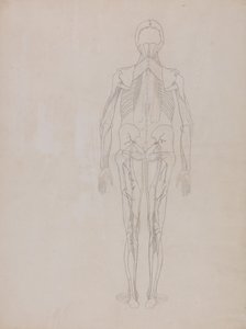 A Comparative Anatomical Exposition of the Structure of the Human Body with that of a Tiger and a Common Fowl: Human Figure, Posterior View by George Stubbs