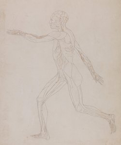 A Comparative Anatomical Exposition of the Structure of the Human Body with that of a Tiger and a Common Fowl: Human Figure, Lateral View (Related to Table XIII, detailed study of the blood vessels supplying the muscles) by George Stubbs