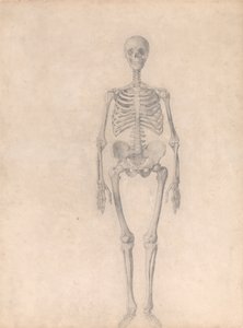 Human Skeleton, Anterior View (Finished Study for Table I) by George Stubbs