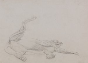 Tiger Body, Recumbent, Viewed Ventrally by George Stubbs