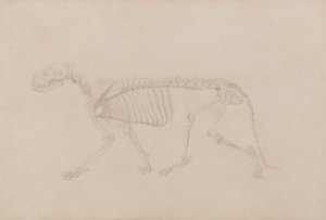 A Comparative Anatomical Exposition of the Structure of the Human Body with that of a Tiger and a Common Fowl: Tiger Skeleton, Lateral View by George Stubbs