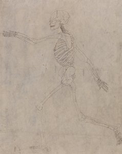 A Comparative Anatomical Exposition of the Structure of the Human Body with that of a Tiger and a Common Fowl: Human Skeleton, Lateral View by George Stubbs