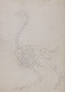A Comparative Anatomical Exposition of the Structure of the Human Body with that of a Tiger and a Common Fowl: Fowl Skeleton, Lateral View by George Stubbs