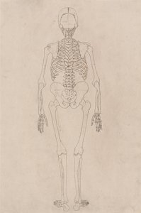A Comparative Anatomical Exposition of the Structure of the Human Body with that of a Tiger and a Common Fowl: Human Skeleton, Posterior View by George Stubbs