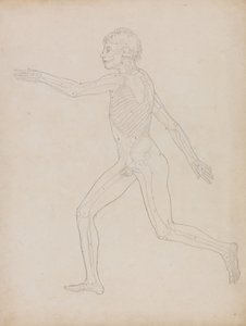 Comparative Anatomical Exposition: Human Figure, Lateral View by George Stubbs