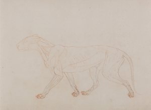 Comparative Anatomical Exposition: Tiger Body, Lateral View by George Stubbs