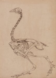Comparative Anatomical Exposition: Fowl Skeleton, Lateral View by George Stubbs