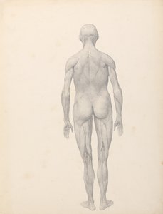 Human Figure, Posterior View, Partially Dissected by George Stubbs