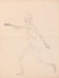 Human Figure, Lateral View by George Stubbs