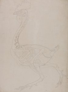 Fowl Skeleton, Lateral View by George Stubbs
