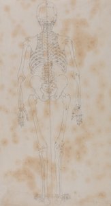 A Comparative Anatomical Exposition of the Structure of the Human Body with that of a Tiger and a Common Fowl: Human Skeleton, Posterior View (Perhaps the first of the studies of the skeleton) by George Stubbs