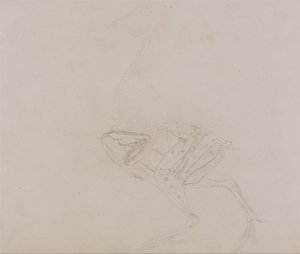 Comparative Anatomical Exposition: Dorking Hen Body, Lateral View by George Stubbs