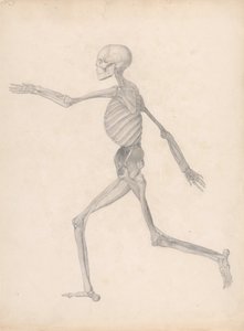 Comparative Anatomical Exposition: Human Figure, Lateral View by George Stubbs