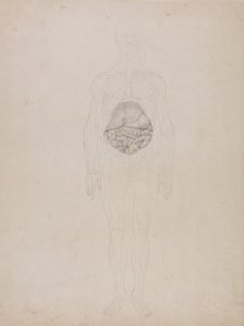 Comparative Anatomical Exposition: Human Figure, Anterior View by George Stubbs