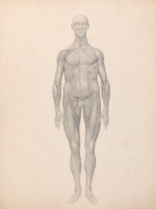 Comparative Anatomical Exposition: Human Figure, Anterior View, Skin and Underlying Fascial Layers Removed by George Stubbs