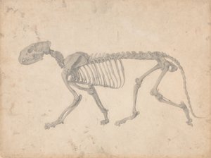 Comparative Anatomical Exposition: Tiger Skeleton, Lateral View by George Stubbs