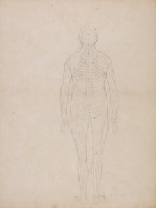Comparative Anatomical Exposition: Human Figure, Posterior View by George Stubbs