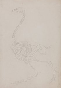 Comparative Anatomical Exposition of the Structure of the Human Body with that of a Tiger and a Common Fowl: Fowl Skeleton, Lateral View by George Stubbs
