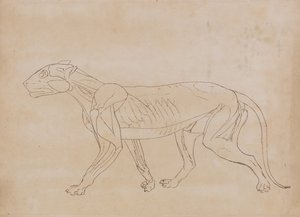 Comparative Anatomical Exposition: Tiger Body, Lateral View by George Stubbs