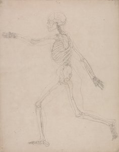 A Comparative Anatomical Exposition of the Structure of the Human Body with that of a Tiger and a Common Fowl: Human Skeleton, Lateral View by George Stubbs