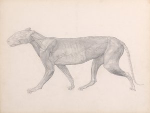 A Comparative Anatomical Exposition of the Structure of the Human Body with that of a Tiger and a Common Fowl: Tiger, Lateral View, with the Connective Tissue Overlying the Muscles Removed (Finished Study for Table XIV) by George Stubbs