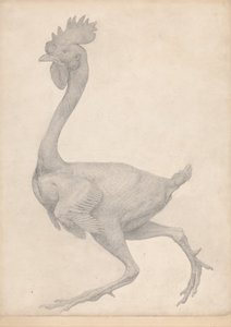 A Comparative Anatomical Exposition of the Structure of the Human Body with that of a Tiger and a Common Fowl: Fowl, Lateral View with Most Feathers Removed by George Stubbs