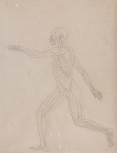 A Comparative Anatomical Exposition of the Structure of the Human Body with that of a Tiger and a Common Fowl: Human Figure, Lateral View by George Stubbs
