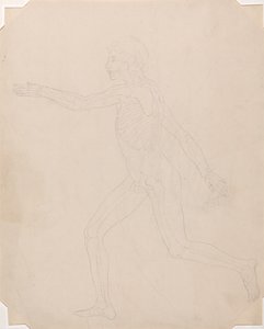 Human Figure, Lateral View by George Stubbs