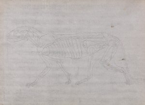 A Comparative Anatomical Exposition of the Structure of the Human Body with that of a Tiger and a Common Fowl: Tiger Body, Lateral View by George Stubbs