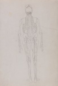 A Comparative Anatomical Exposition of the Structure of the Human Body with that of a Tiger and a Common Fowl: Human Figure, Posterior View by George Stubbs