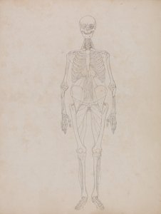 A Comparative Anatomical Exposition of the Structure of the Human Body with that of a Tiger and a Common Fowl: Human Figure, Anterior View (Outline figure) by George Stubbs