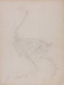 A Comparative Anatomical Exposition of the Structure of the Human Body with that of a Tiger and a Common Fowl: Fowl Body, Lateral View by George Stubbs